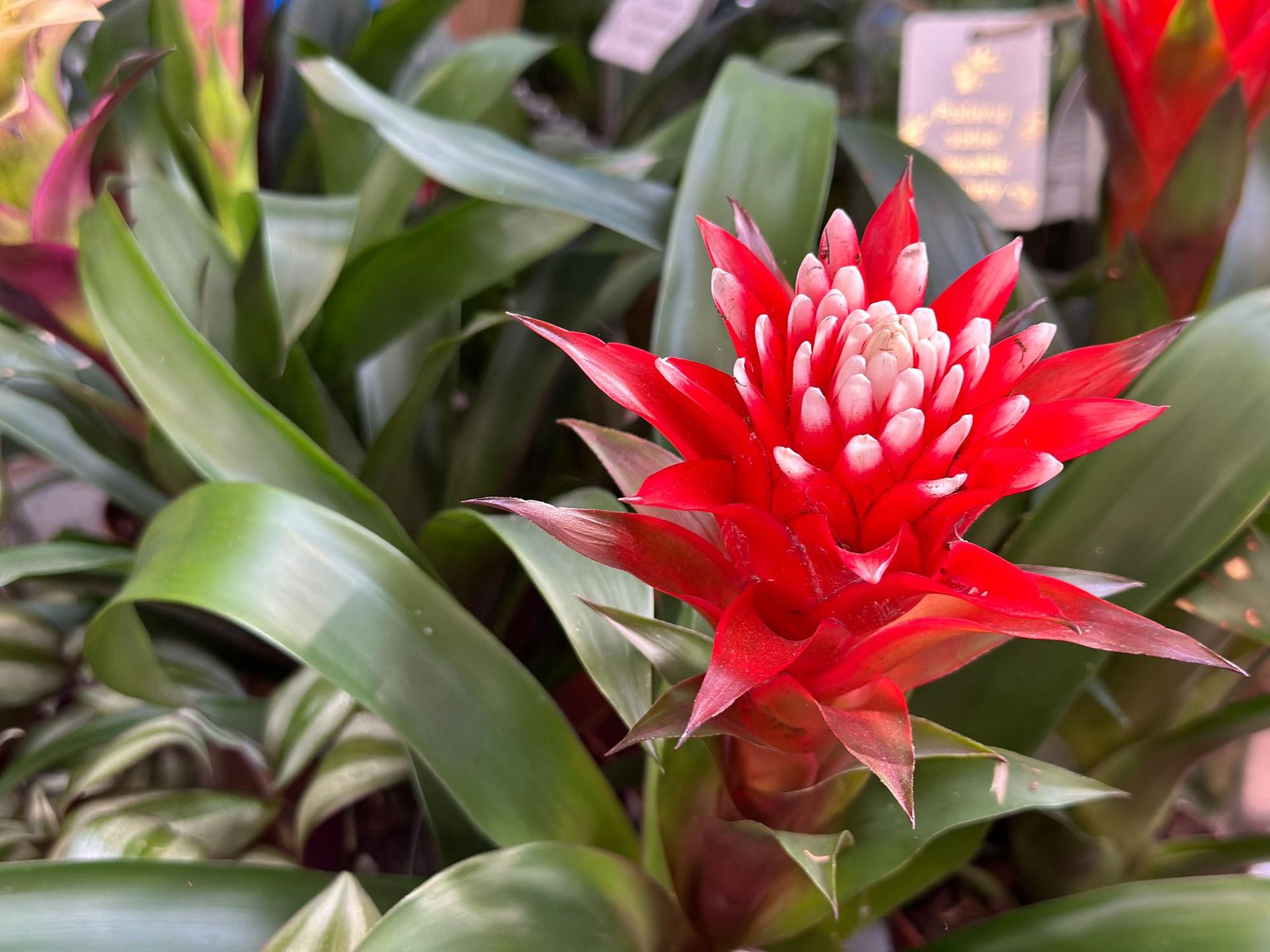 Bromelia - uprawa w domu. Gatunki, wymagania i pielgnacja bromelii w  doniczce - murator.pl