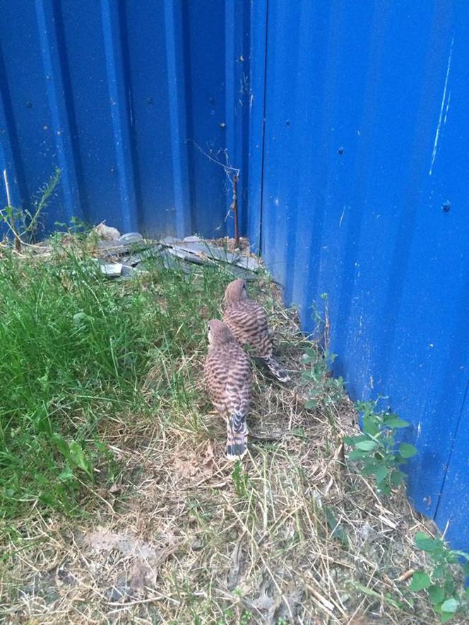 Pustułki przy Millenium Hall w Rzeszowie