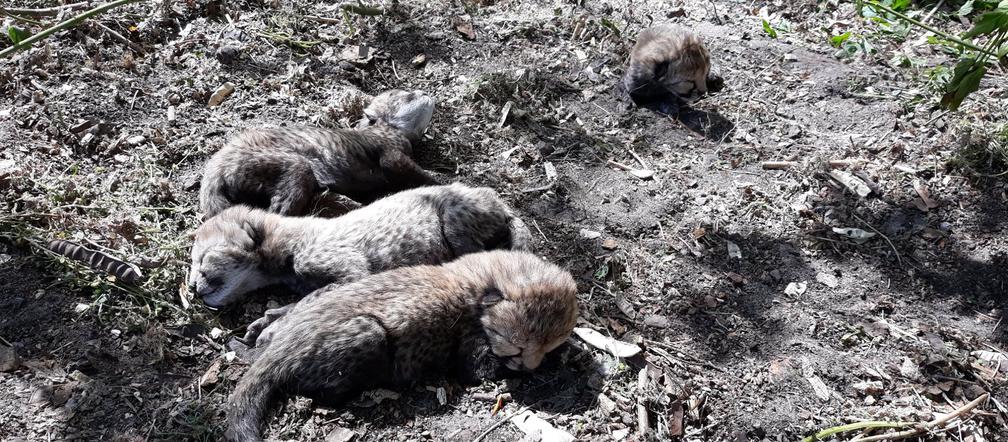 Nowe drapieżniki w warszawskim zoo