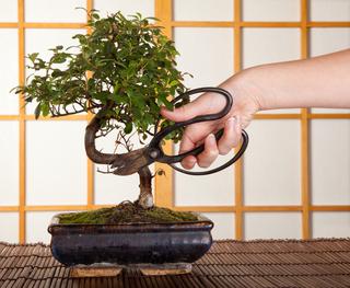 przycinanie-drzewek-bonsai