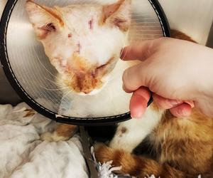 Kot Elwis po operacji