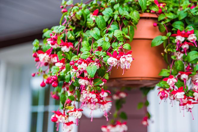 Fuksja zwisająca (Fuchsia)