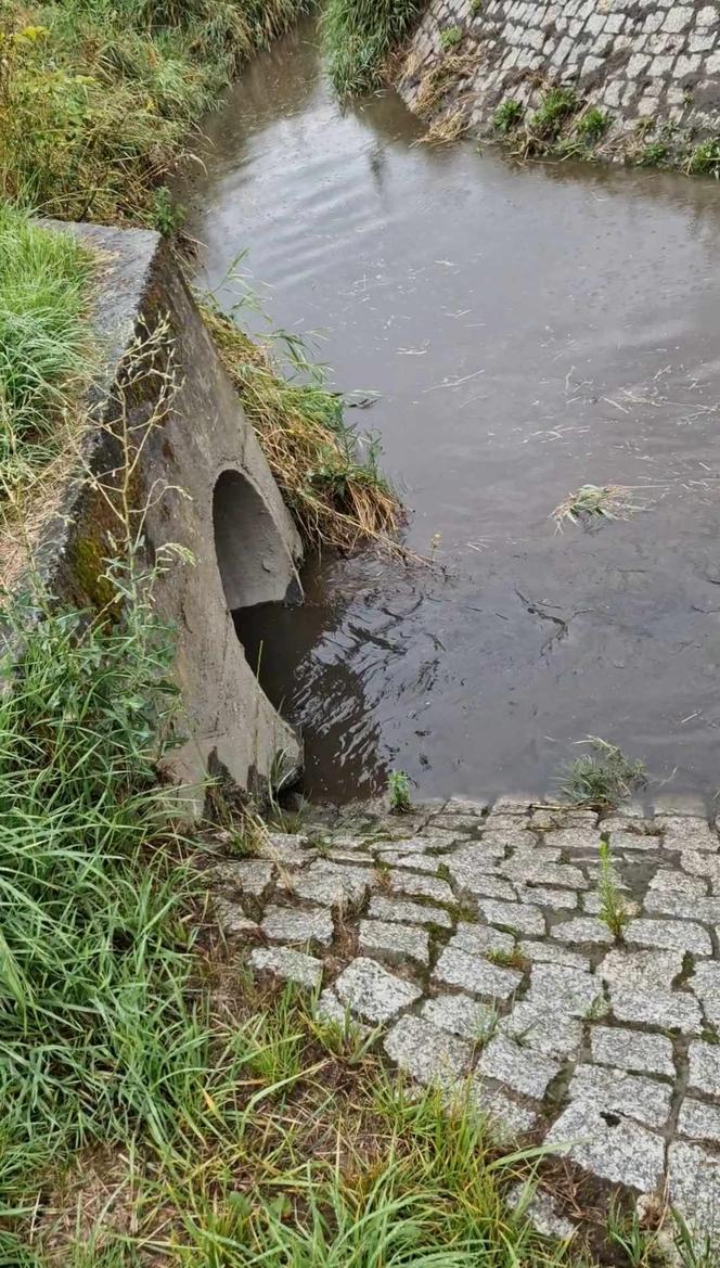 Rzeka Drwinka w Krakowie została zatruta? "Zielona woda i fetor". MPEC odpiera zarzuty aktywistów 