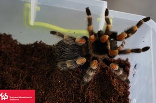 W paczce z Holandii odkryto ptaszniki