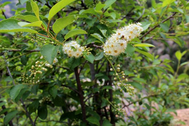 Czeremcha wirginijska - Prunus virginiana