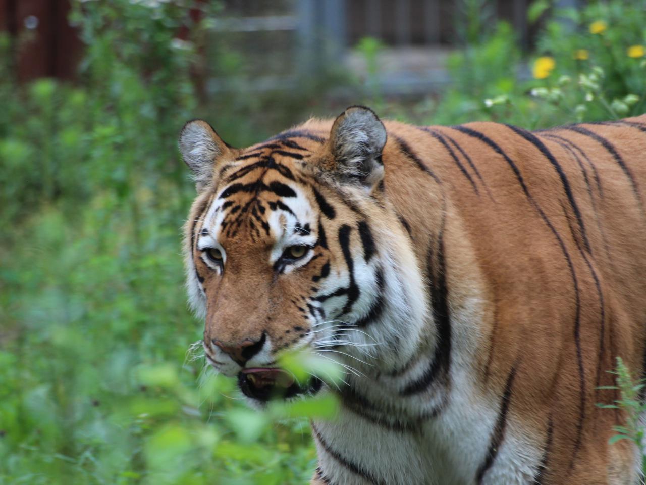 Ozdoba zoo w Myślęcinku: tygrys amurski