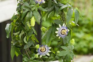 Passiflora, męczennica. Zdjęcia