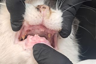 Pet Patrol Rybnik uratował kota z ulicy, a jego właścicielka jest oburzona