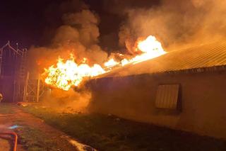 Gigantyczny pożar kurnika. Jęzory ognia strawiły cały budynek. Spłonęło 25 tysięcy młodych pisklaków!