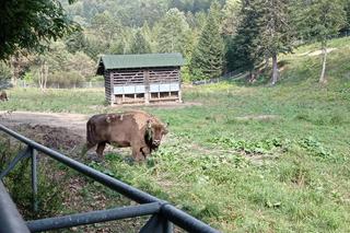 Zagroda Żubrów w Mucznem 