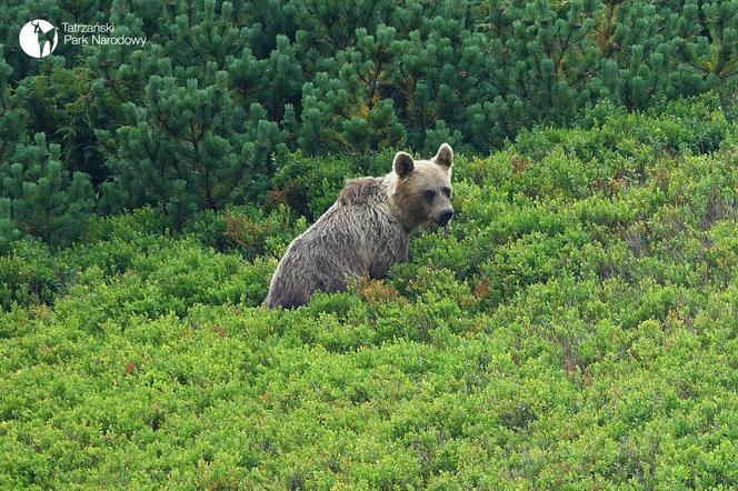 Tatry. Mały niedźwiadek krąży w rejonie szlaku. Szuka matki 