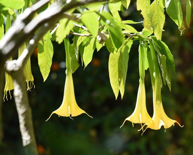 Niesamowita Datura. Zdjęcia