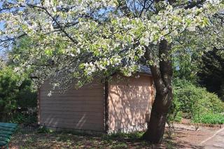 Kwitnące wiśnie i magnolie w Ogrodzie Botanicznym w Powsinie