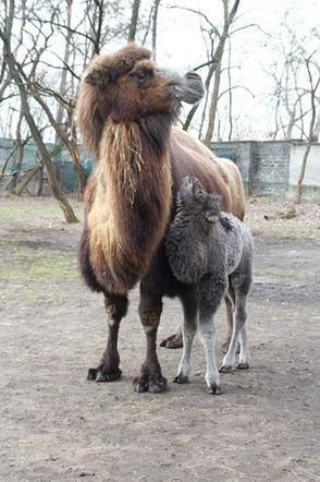  Narodziny w warszawskim zoo! Ma kilka dni a siwy jak starzec... 