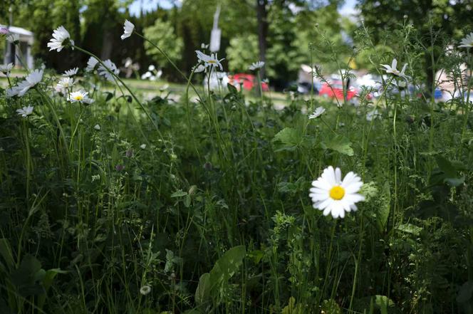 Białystok. Pierwsze łąki już kwitną. W 2020 roku pojawiły się w nowych miejscach