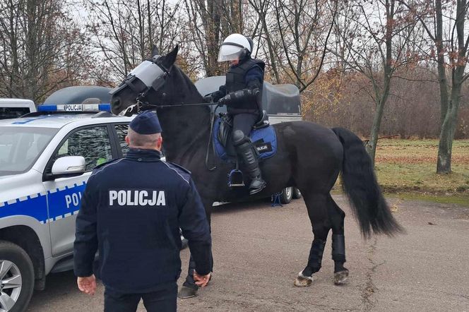 Atestacja koni służących w łódzkiej policji i straży miejskiej