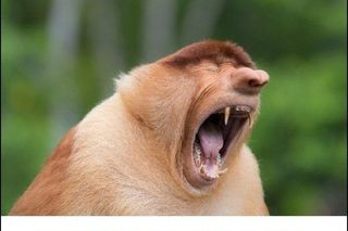 Memy na Dzień Szwagra 