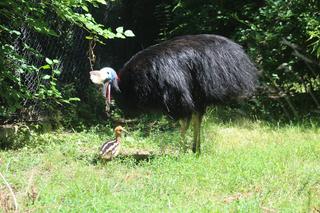 Wspaniałe wieści ze stołecznego ZOO. Na świat przyszedł mały kazuar