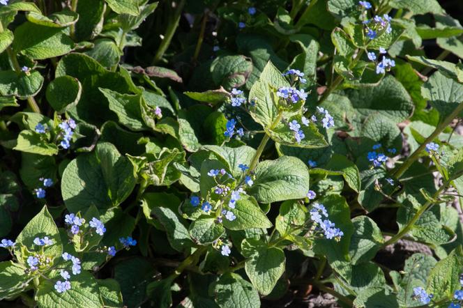 Brunnera wielkolistna