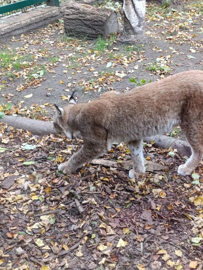 Gdański Ogród Zoologiczny jesienią