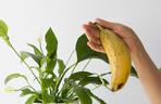 Nawóz z banana