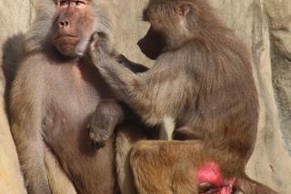 Małpia kosmetyczka pracuje 7 dni w tygodniu. Jedyne takie miejsce w stolicy. „Iskanie relaksuje”