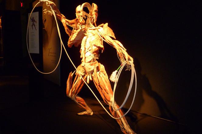 body worlds