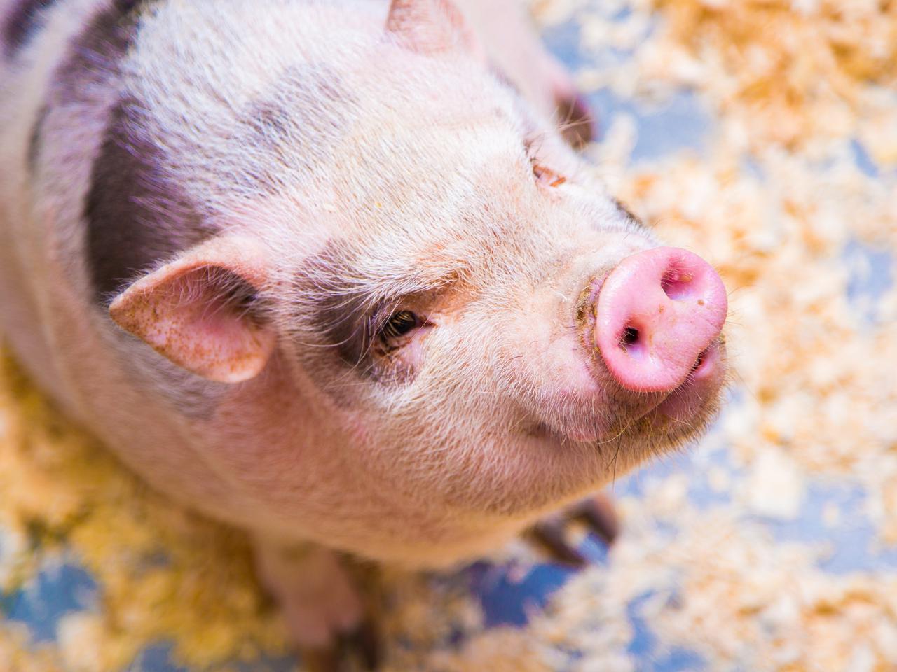 Dobrze się uczysz? Masz prosiaka! Szkoła nagrodziła najlepszych uczniów żywymi prosiętami!