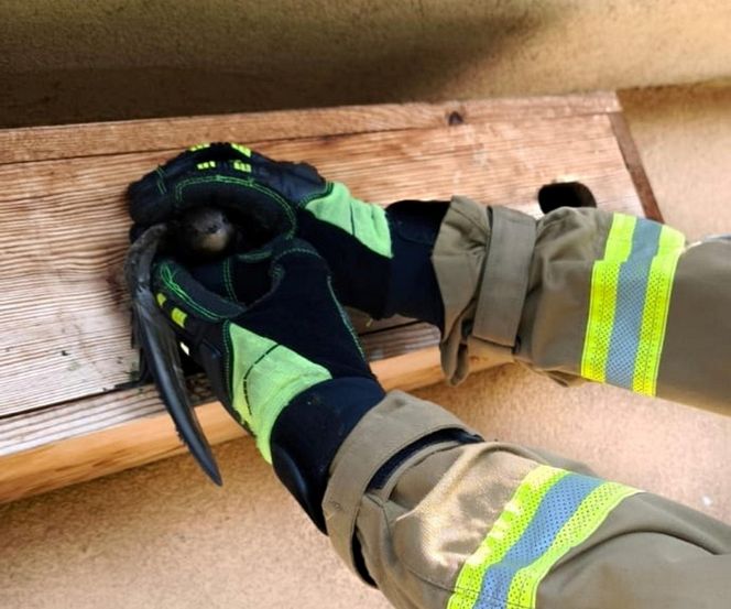 Strażacy uratowali jerzyka