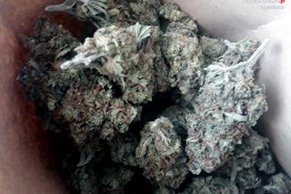 Szok! Na działce zamiast ziemniaków uprawiał konopie. Suszył je w wychodku!