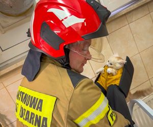 Strażacy uwolnili kotka, który wpadł do szybu okiennego