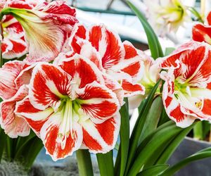 Hippeastrum