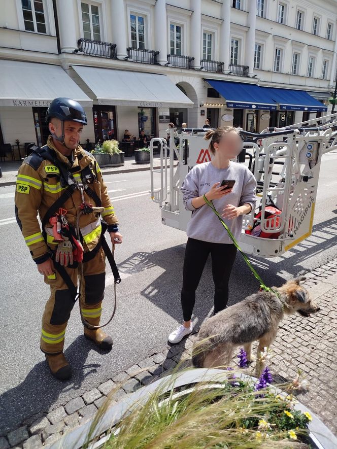 Pies biegał po dachach w Warszawie