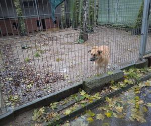 Schronisko dla Zwierząt w Olsztynie