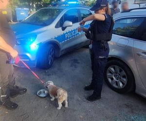 Policja uratowała psa z auta rozgrzanego jak piekarnik! Reakcja właściciela zszokowała wszystkich