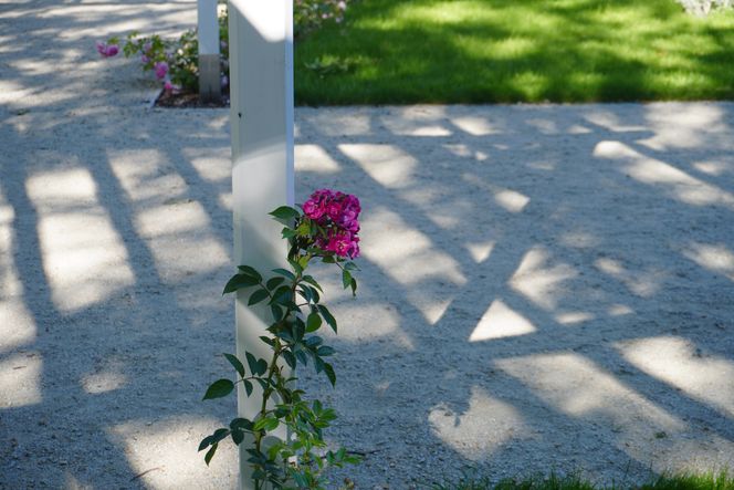 Ogród Rożany w Białymstoku w pełnym rozkwicie