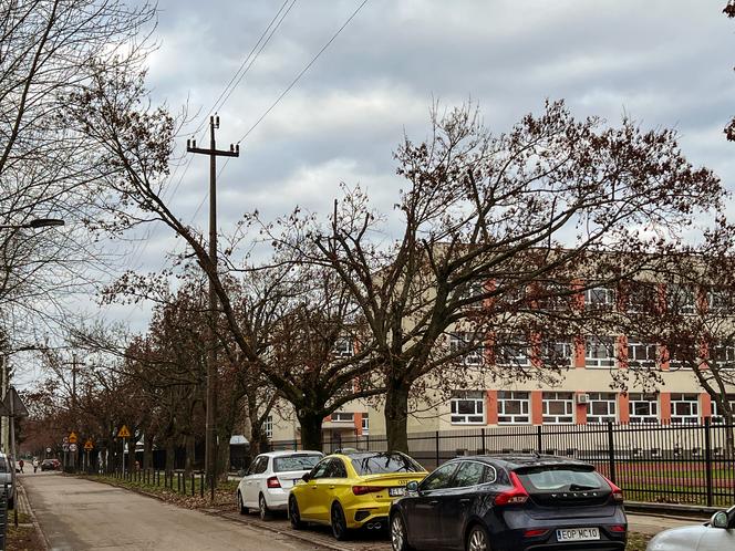 Drzewa na ulicy Socjalnej w Łodzi