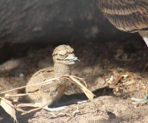 Pisklę kulona wykluło się w stołecznym ZOO
