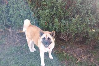 Tajemnicze zaginięcie Wiktorii D.