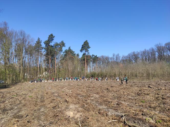 W Lesie Kapturskim posadzono nowe drzewa