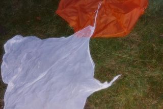 Tajemnicze znalezisko na drzewie w Zduńskiej Woli