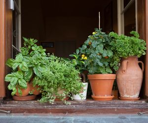 Jak dbać o zioła w doniczkach, by długo z nich korzystać