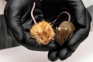 Naukowcy stworzyli włochate myszy