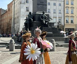 Polonez wiosenny na Rynku Głównym w Krakowie