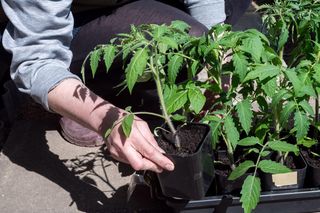 Gdy tylko pomidory wypuszczą listki podlewaj je tym naparem prosto z kuchni. Wzmacnia łodygi i sprawia, że pomidory szybciej rosną. Nawóz do sadzonek pomidorów