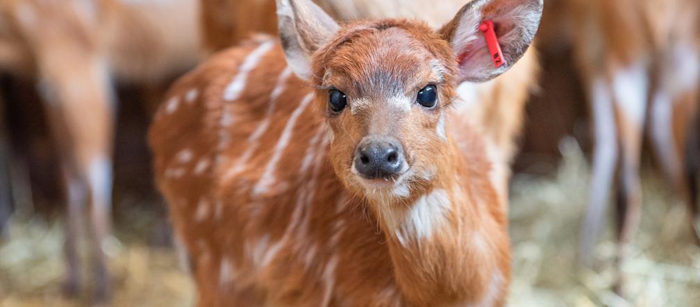 We wrocławskim zoo urodziły się 4 sitatungi