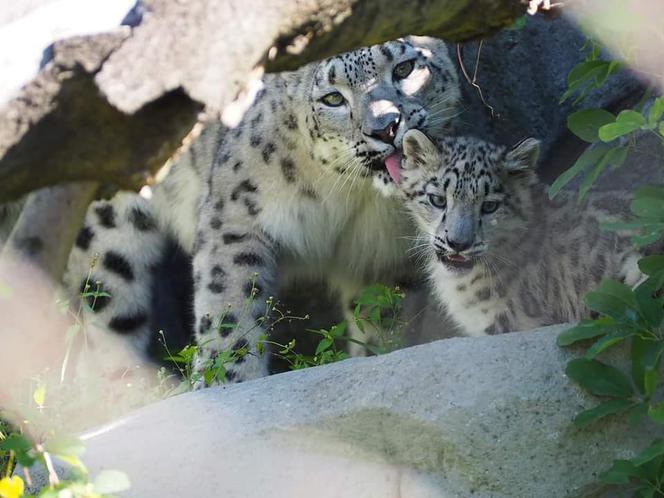 Szok w zoo. Pantera śnieżna padła na COVID. Jak to możliwe?