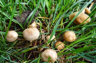 Jakie grzyby zbierać w maju w Małopolsce? Sprawdź, zanim wybierzesz się na grzybobranie!