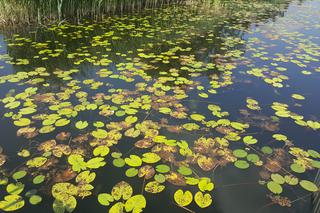 Pomost widokowy na Pogorii II w Dąbrowie Górniczej