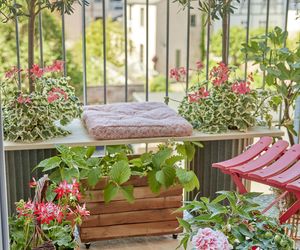 Pelargonia na balkonie